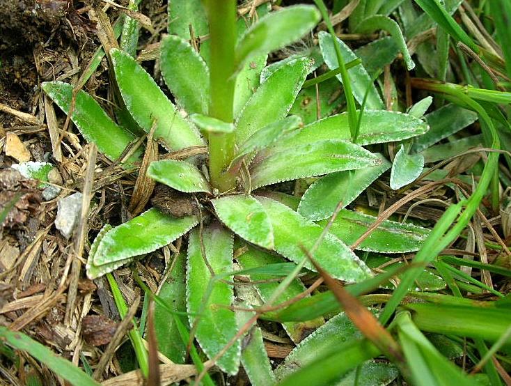 Saxifraga hostii  ssp. rhaetica / Sassifraga di Host